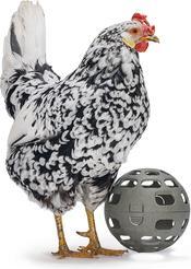 Actual product image Beeztees Chicken Snack Ball