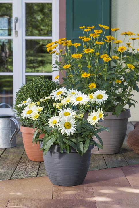 Immagine prodotto Scheurich Country Star (24.10 cm)