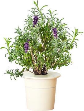 Produktbild Click and Grow Lavendel (Kräutersamen)