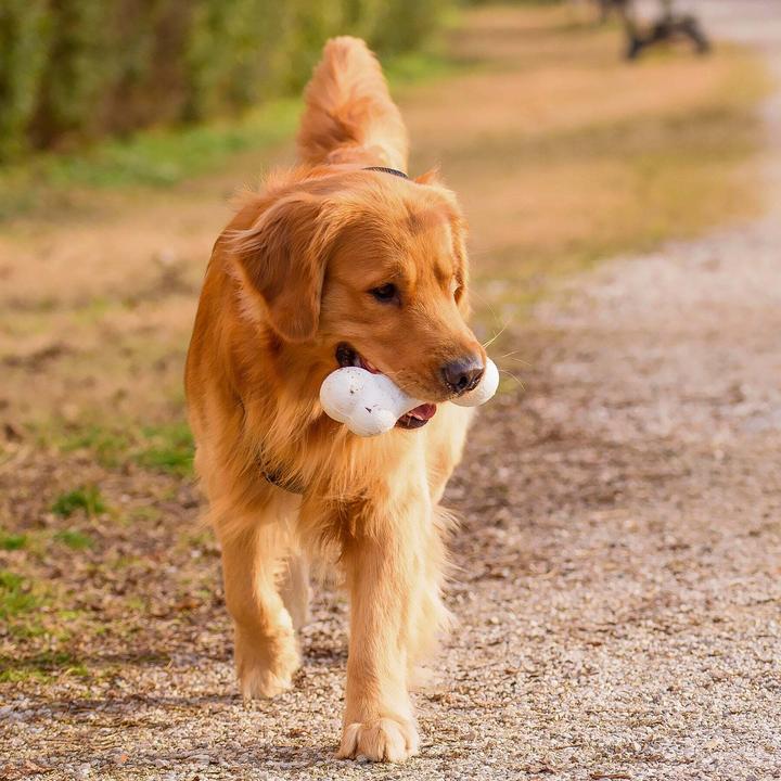 Produktbild Ferplast Chewa boing bone L - Hundespielzeug