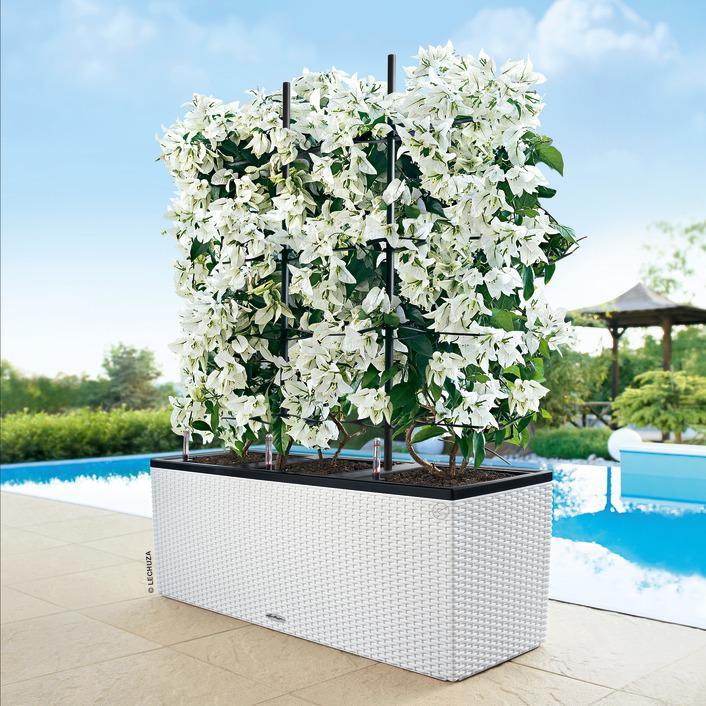Actual product image Lechuza Trio Cottage (42 cm)