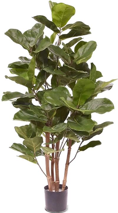 Immagine prodotto Baq Design Ficus Lyrata (105 cm)