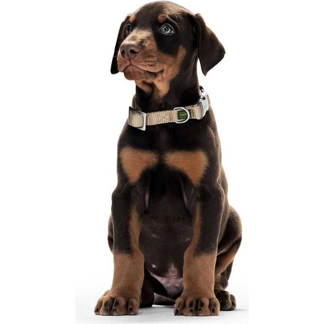 Collier pour Chien Hunter Alu-Strong Marron Taille L (45-65 cm)