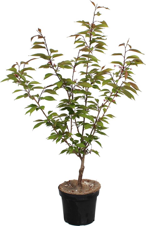 Produktbild Zulauf Jap. Nelken-Kirsche / Prunus serr. 'Kanzan' (80 cm)
