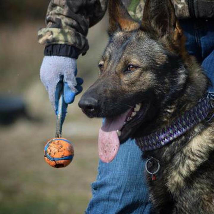 Image du produit Chuckit! Balle sur une corde szarpak 5 cm pour un chien (Jouet à mâcher pour chien)