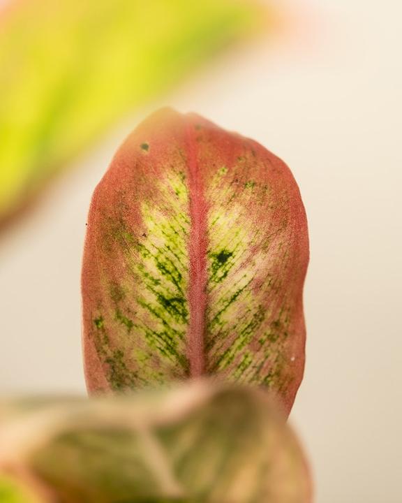 Produktbild feey Aglaonema Salmon Fantasy (25 cm, Frisch umgetopft)