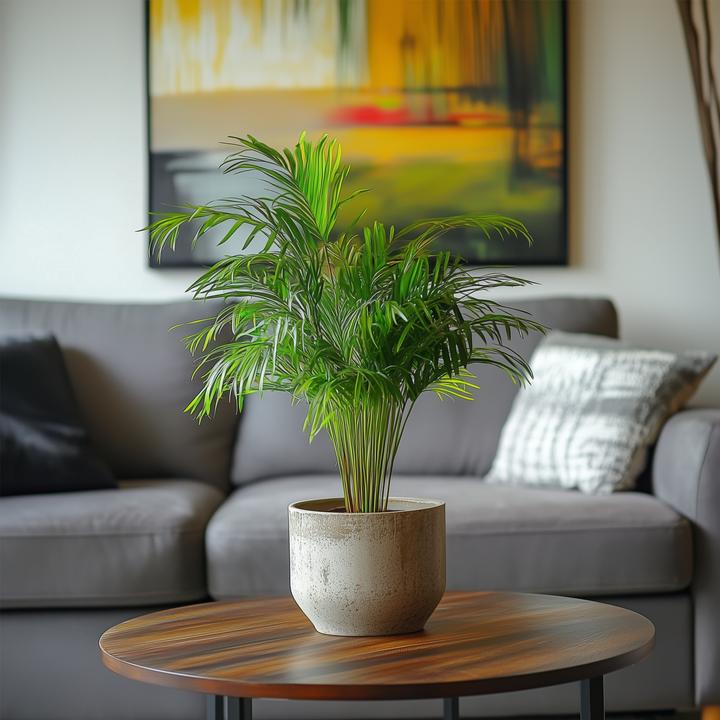 Actual product image Plant in a Box Dypsis Lutescens - Set of 3 Areca Gold Fruit Palm (30 cm)