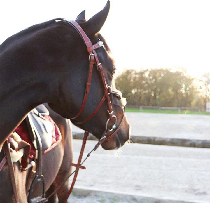 Actual product image LEXINGTON Snaffle bridles tucson cross