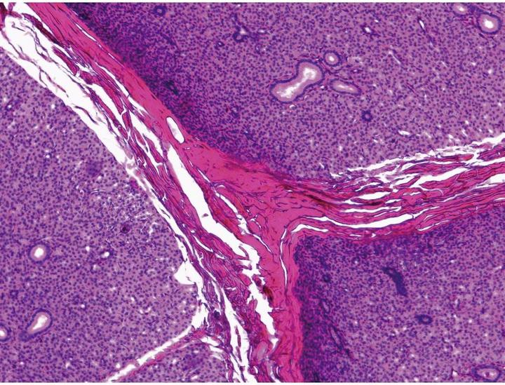 Actual product image Leica Microsystems Transmitted light microscope monocular 1000 x Mic