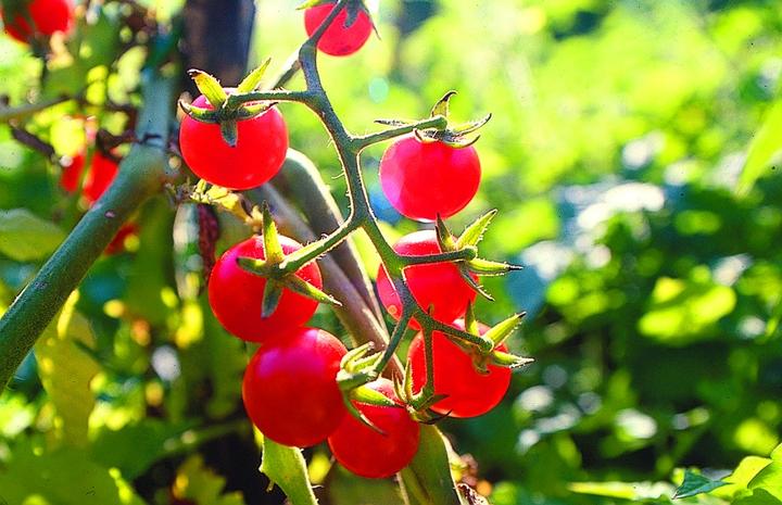 Produktbild Zollinger Bio 7 Blumen-Setzlinge 'Entdeckung'
