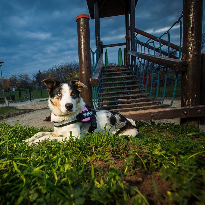 Produktbild Julius-K9 IDC®-Powergeschirr Grösse: Brustumfang (0, Hund, Allgemein)