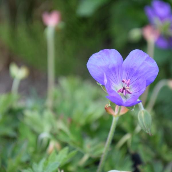 Produktbild Säntispracht Der starkwüchsige Storchschnabel - Geranium pratense 'Rozanne' (40 cm)
