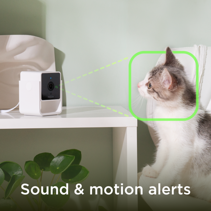 Immagine prodotto Petcube Telecamera per animali domestici (Catmint giocattolo)