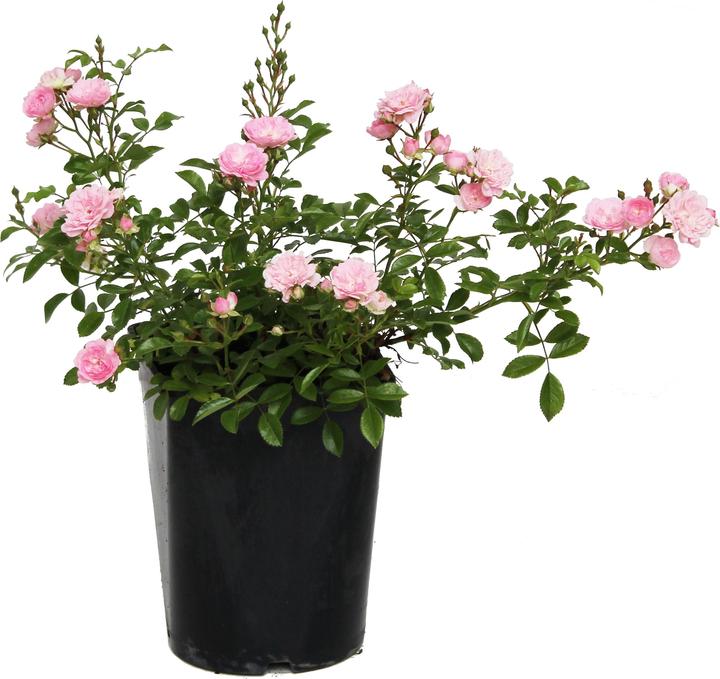 Produktbild Zulauf Bodendeckerrose / Rosa (BD) 'The Fairy' (30 cm)