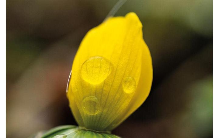 Produktbild Dörr Festbrennweite Makro 60mm f2.8 MFT (Micro Four Thirds, Micro Four Thirds)