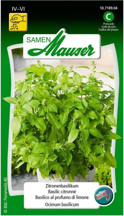 Actual product image Samen Mauser Lemon basil (Herb seeds)