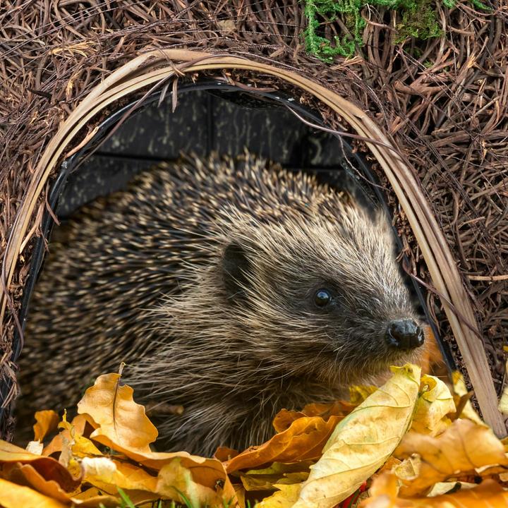 Produktbild Relaxdays Katzenhöhle (Katze)