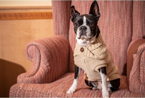 Produktbild Chiara Pullover Svea (Hundepullover)