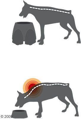 Produktbild Savic Ergo Feeder Hundebar x Höhe (2 l)