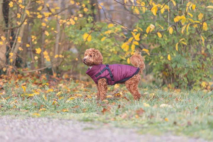 Produktbild Trixie Pirou winter harness coat, XXS: 24 cm, sangria (XXS, Hundemantel)