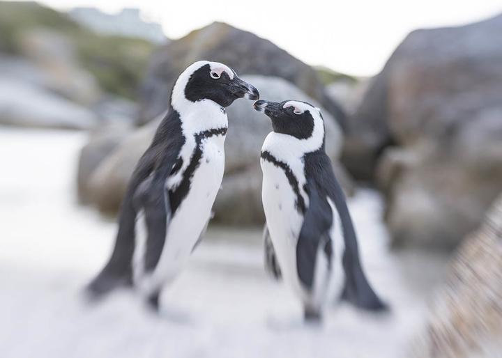 Actual product image Lensbaby Composer Pro II incl. Sweet 50 Optics Fuji X-Mount (Fujifilm X, APS-C / DX, full size)