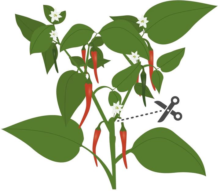 Produktbild Véritable Lingot Cayenne Chili BIO (Pflanzensamen)