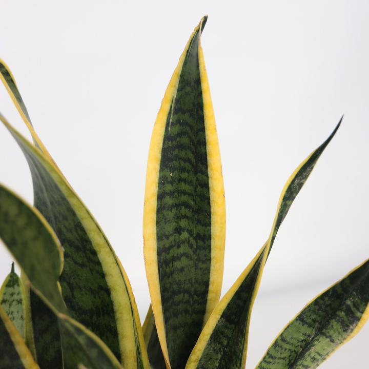 Produktbild Plant in a Box Sansevieria trifasciata Laurentii - Bogenhanf (40 cm)