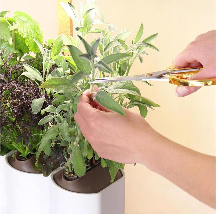 Produktbild Prêt à Pousser Lilo Connect (13.50 cm)