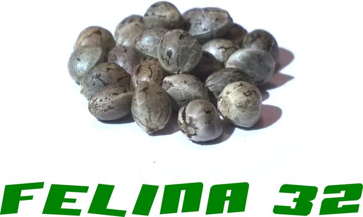 Produktbild Gardinova Hanfsamen Felina 32 (Pflanzensamen)