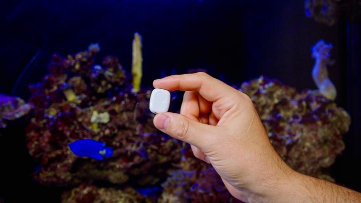 Actual product image Shelly · DIY · The Pill