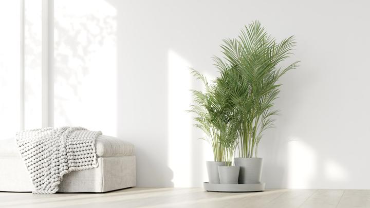 Produktbild Ecopots Dubaier Blumentopf - L 56,5 cm x H 30,7 cm - Innen- und Aussenbereich