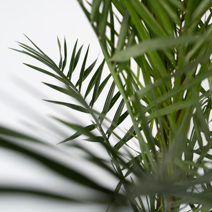 Immagine prodotto Plant in a Box Phoenix canariensis - Set di 2 palme da dattero delle Canarie (50 cm)
