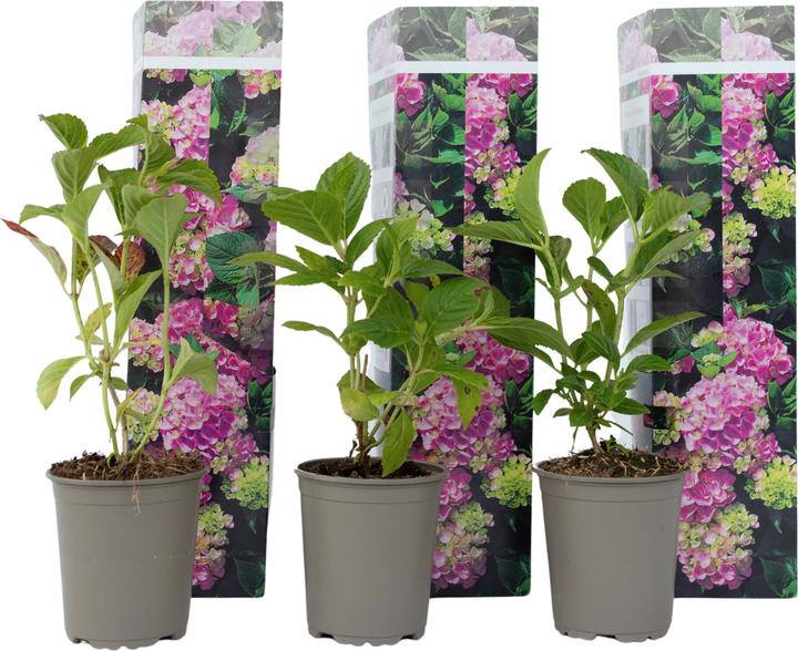 Produktbild Plant in a Box Hydrangea macrophylla 'Early Pink' - 3er Set Hortensien (25 cm)