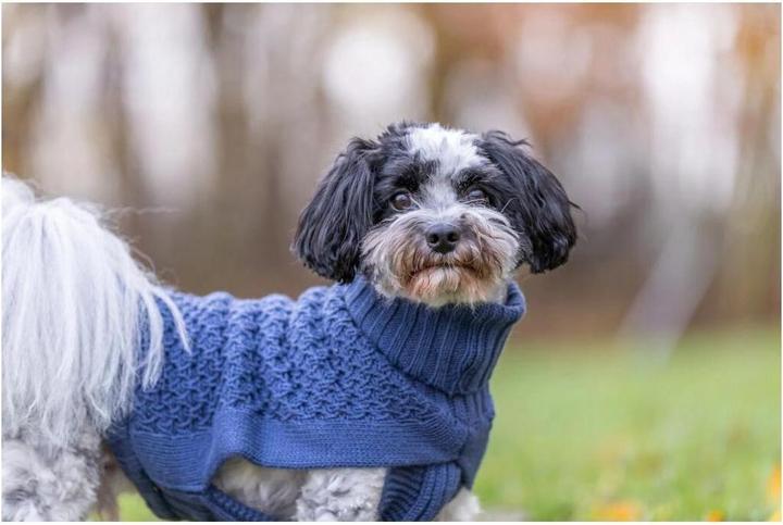 Actual product image Trixie Norwood XXS jumper, 21 cm, dark blue (Dog jumper)
