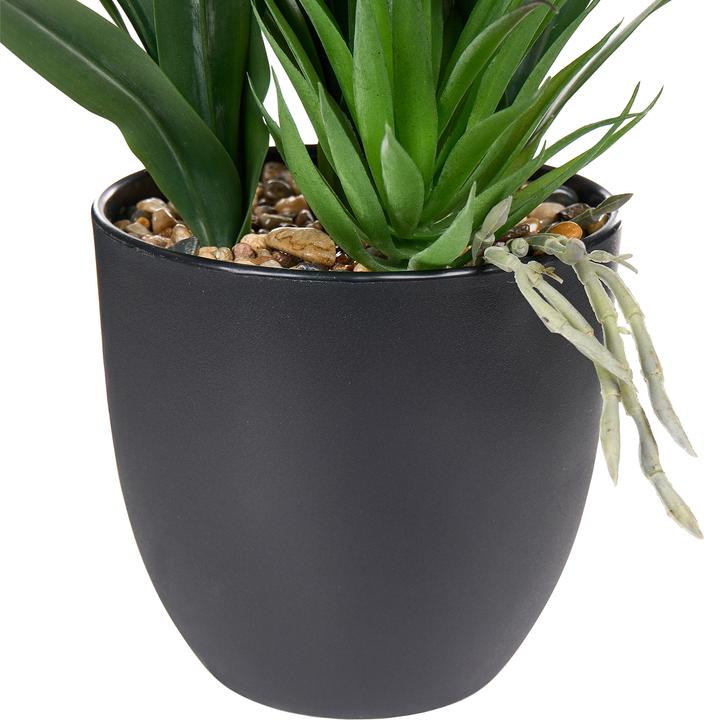 Produktbild Beliani Guzmania Atilla (50 cm)