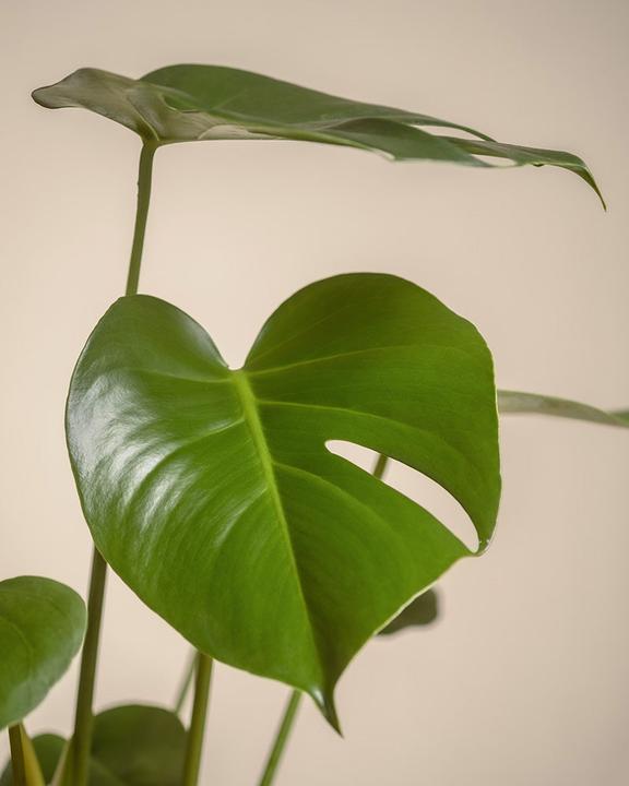 Actual product image feey Large Monstera (75 cm, Freshly repotted)
