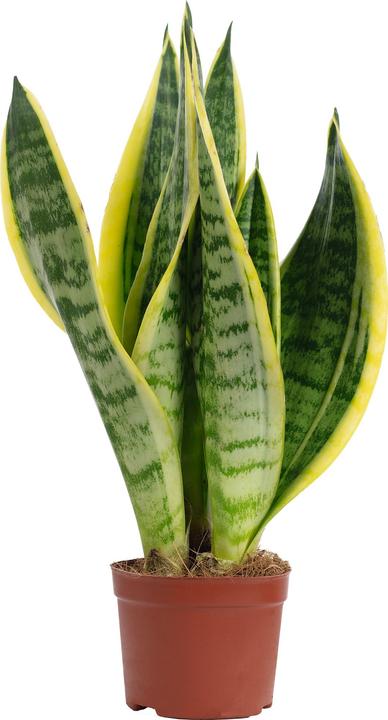 Flowerbox Bogenhanf - Sansevieria trifasciata Superba (25 cm)