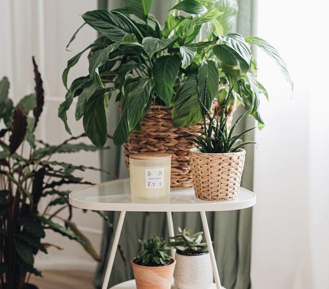 Immagine prodotto Ava & May Madagascar (500 g)