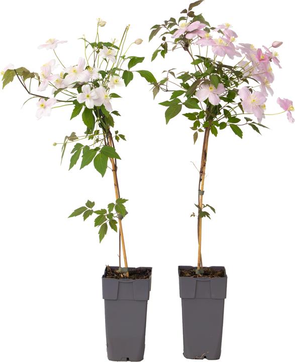zimmerpflanzen vriesea Vriesea Astrid