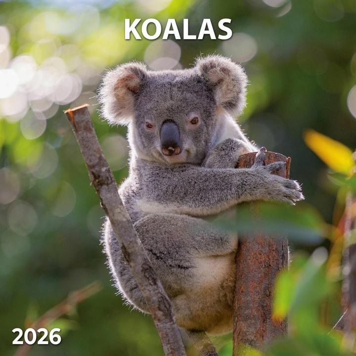 Produktbild Koalas 2026 (30 x 30 cm)