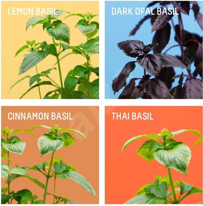Produktbild Prêt à Pousser Set Basil (Kräutersamen)