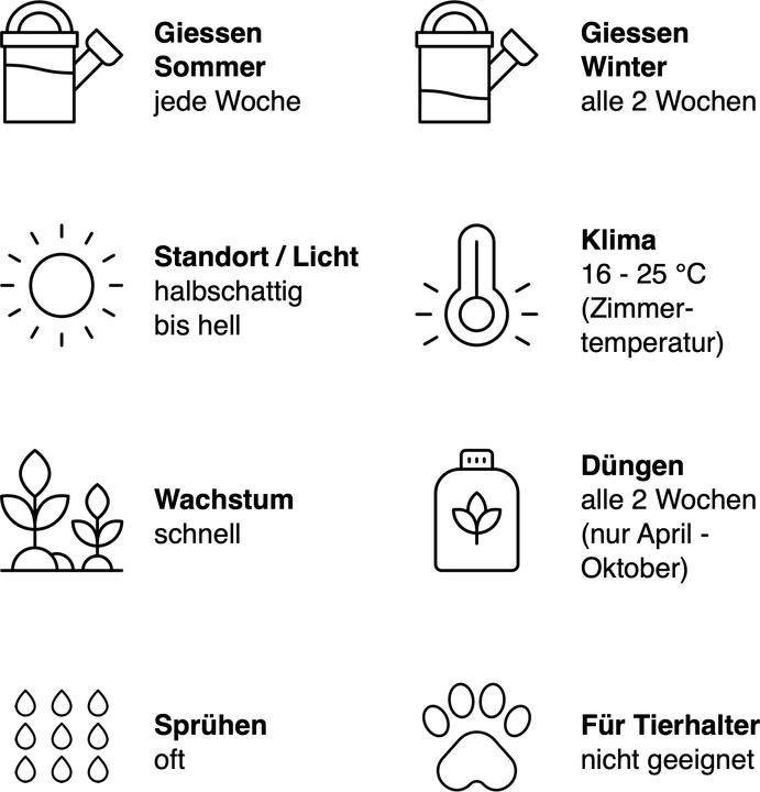 Produktbild Mary and Plants Alocasia Yucatan Princess (70 cm)