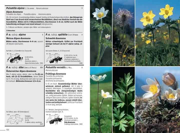 Image du produit Flora Helvetica - Illustrierte Flora der Schweiz (Allemand, Andreas Gygax, Gerhart Wagner, Konrad Lauber, 2024)