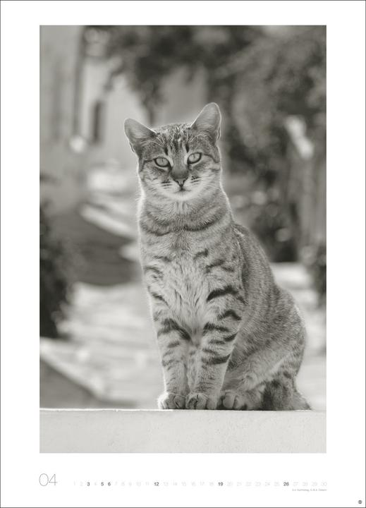Produktbild Cats Edition Kalender 2026 (49 x 68 cm)