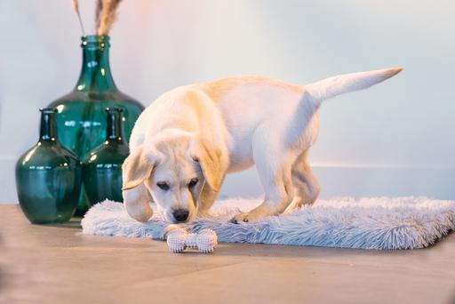 Immagine prodotto Beeztees Manubrio dentale (Gioco da masticare per cani)