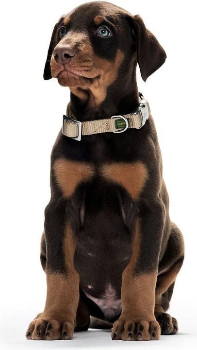 Produktbild Hunter Hundehalsband Basic Alu-Strong L Rot (45-65 cm) (XL, Hund)