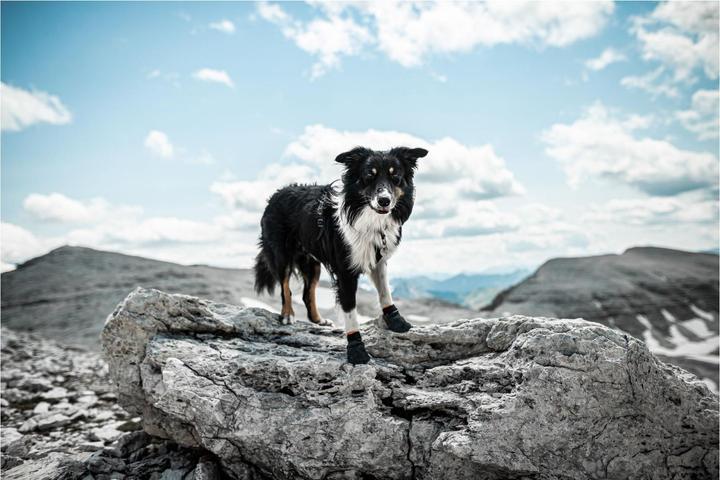 Image du produit Non-Stop Dogwear Protector (M, Chaussures pour chien)