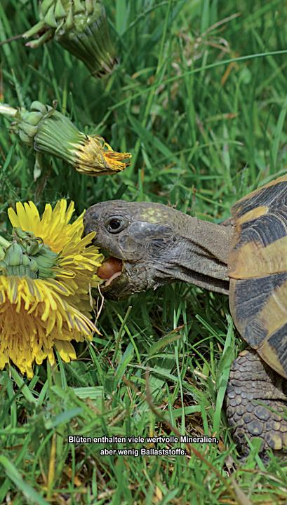 Produktbild Landschildkröten-Futterpflanzen (Deutsch, Ricarda Schramm, 2017)