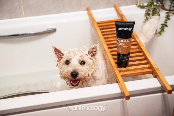 Actual product image Animology Derma Dog (Dog, 250 ml)