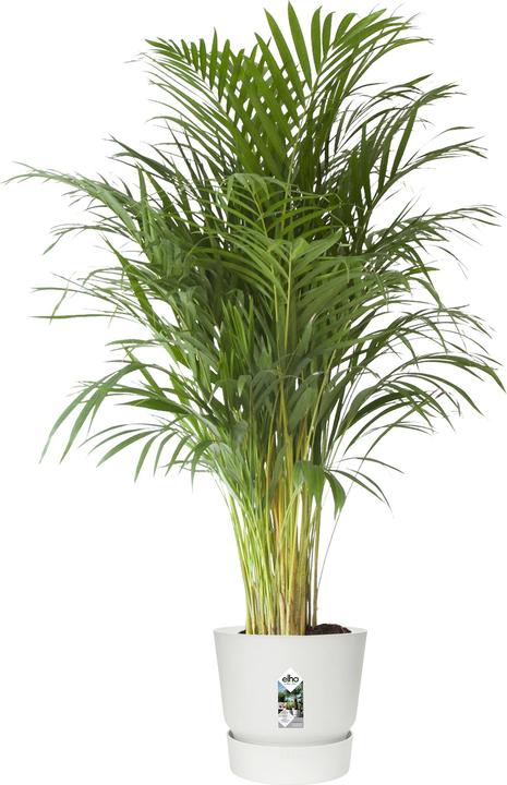 Produktbild Elho Greenville (47 cm)